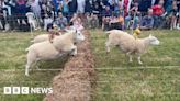 Visitors flock to annual Sark Sheep Racing Festival