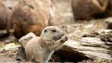 Recently born black-tailed prairie dog pups emerge at Connecticut's Beardsley Zoo