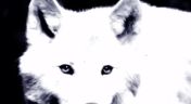 3. White Wolf of Newfoundland