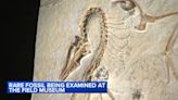 Field Museum unveils one of science's most important dinosaur fossils: Archaeopteryx