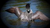 Loon's demise prompts reminder on tackle ban