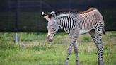 Saint Louis Zoo celebrates birth of Grevy’s zebra foal Roxie