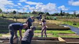 ReWild Wicklow volunteers transfer saplings into native tree nursery