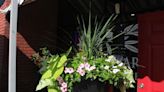 North Augusta Beautification Foundation displays flower pots during third Thursday event