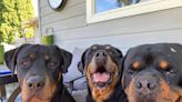 Uproar over Rottweiler shootings prompts Benton County changes. Here’s their plan