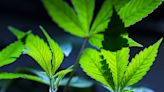 美司法部提議放寬大麻限制 大麻股群嗨漲 - 自由財經