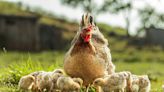 Contagion de la grippe aviaire en hausse : voici comment protéger vos poules (et vous-même)