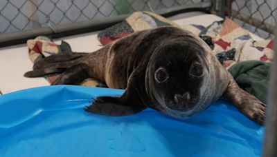 Seal rescue, rehabilitation center blames mild winter for increase in seal rescues