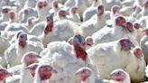 Farm fresh: Where to buy a Delaware-grown turkey for Thanksgiving and Christmas