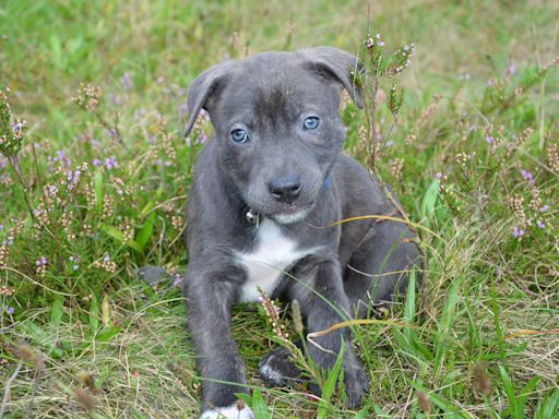 Pit Bull Puppy’s Cute Morning Routine Is Enough to Make Anyone Melt