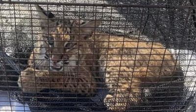 Bobcat rescued, left with possible head injury after it was struck by car in Jensen Beach