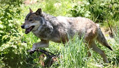 EuGH: Keine regionale Wolfsjagd bei insgesamt ungünstigem Erhaltungszustand