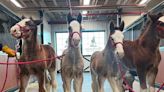 See Budweiser's Newborn Clydesdale Horses Just in Time for the Super Bowl