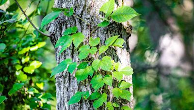 How to Safely Remove Poison Ivy From Your Yard