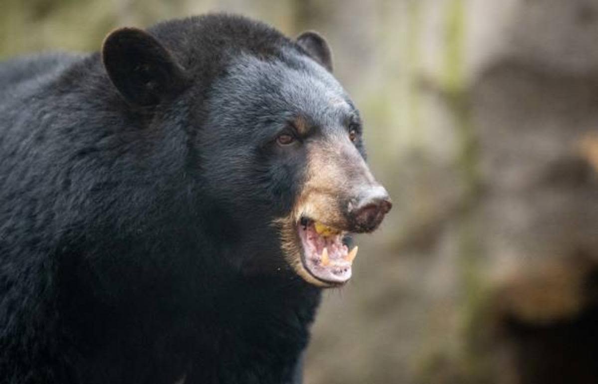 Dog killed in bear attack — NJ Top News