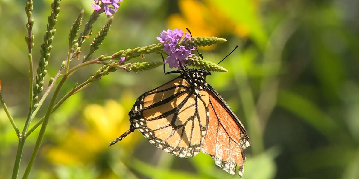 Help butterflies, bees and other pollinators during Pollinator Week