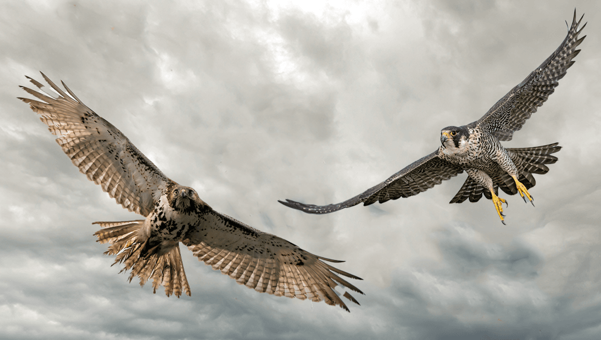 Falcon Vs Hawk: Do You Know The Difference?