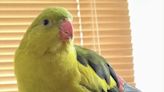 Search launched for parrot called 'Jobby' missing in Glasgow