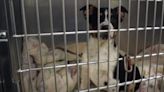 Almost 70 animals rescued from Armstrong County property, HARP caring for 30 dogs