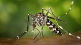 Detectada la presencia de mosquito tigre en varias zonas de Navarra