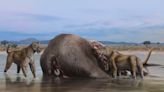 El día que humanos y tigres dientes de sable comieron de la misma mamut, Amparito