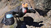 ‘A true survivor’: First condor hatched at the Oregon Zoo turns 20