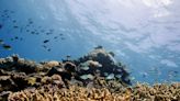 Australia's Great Barrier Reef suffers major coral bleaching