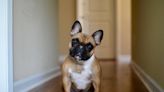 French bulldog puppy regrows jaw bone after cancer surgery, NY vets say. It’s a first