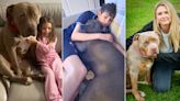 The families defending XL bully dogs: 'They're big friendly giants'