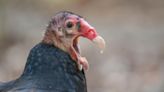 What Killing Turkey Vultures In North America Means For South America