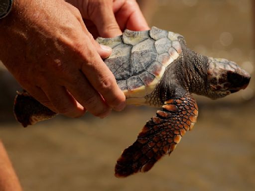 1年前發現69枚易危赤蠵龜蛋 西班牙專家悉心養育放回大海