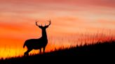 Deer in your headlights: what to do