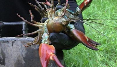 Eating invasive crayfish could prevent river damage