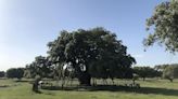 Un estudio de la Universidad de Córdoba demuestra que el cambio climático alarga e intensifica la floración de encinas