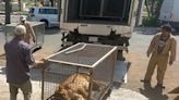 Watch: 32 animals and birds, including lion, gazelles, ostriches and eagles seized from expat in Saudi Arabia