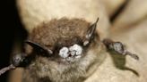Fungal disease kills 9 of 10 of these bats found in Pa., but it’s not the only threat