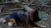 Cadaver dogs work to find remains, closure for families in Maui