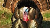WASHBURN: Iowa turkey seasons conclude