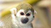 Squirrel monkey Dazzle dies following pregnancy complications at Tucson zoo