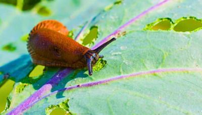 Stop slugs eating garden plants in 5 minutes with a easy to set up homemade trap