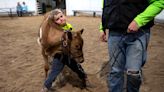 OSU Extension: Fair is coming soon - here are some dates you need 4-Hers