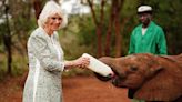 Queen Camilla Bottle Feeds a Baby Elephant in Kenya