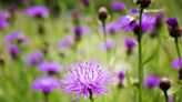 Chelsea Flower Show to rebrand garden weeds as 'hero plants'