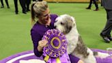 Petit Basset Griffon Vendéen Wins 2023 Westminster Dog Show