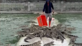 Watch brave farmer feed 10,000 hungry crocodiles fresh meat every day