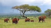 Gerald Winegrad: Reflections on wildlife conservation after African safari | COMMENTARY