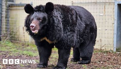 Bear rescued from Ukraine dies in West Lothian zoo