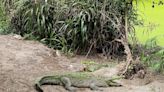 Mueren 7 animales tras el cierre de los zoológicos en Costa Rica
