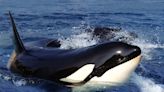 Sailors say they have discovered new way to defend against killer whale attacks – heavy metal music