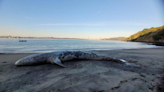 Whale that washed up near Alameda likely killed by vessel strike